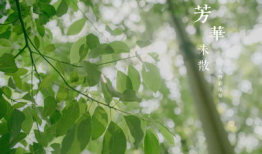 散麻豆,探寻传统美食的独特魅力